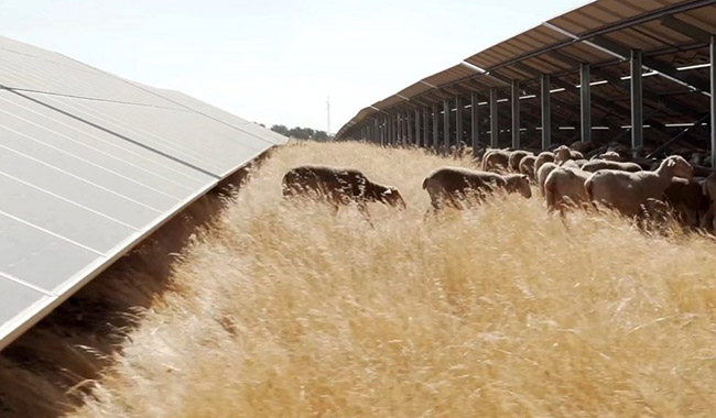 Iberdrola sollicite un financement de l'UE pour une usine d'assemblage de modules photovoltaïques de 1,6 GW en Espagne